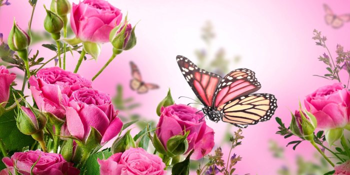 2560x1920 60+ Pink Roses and Butterfly Wallpapers - Download at WallpaperBro