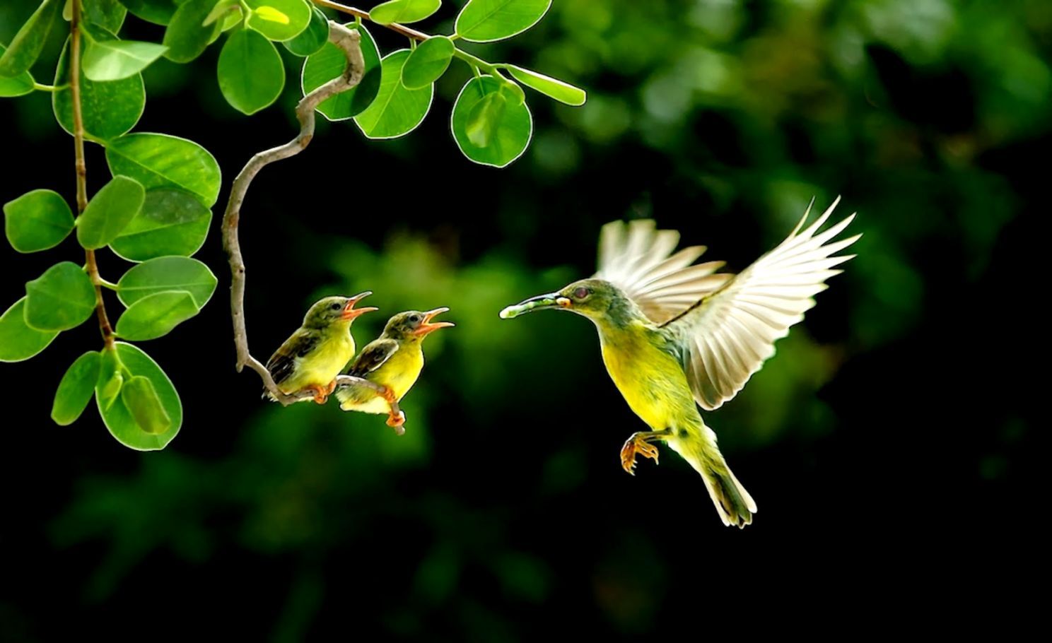 1488x910 Hummingbird Hd Wallpapers | Silver Wallpapers