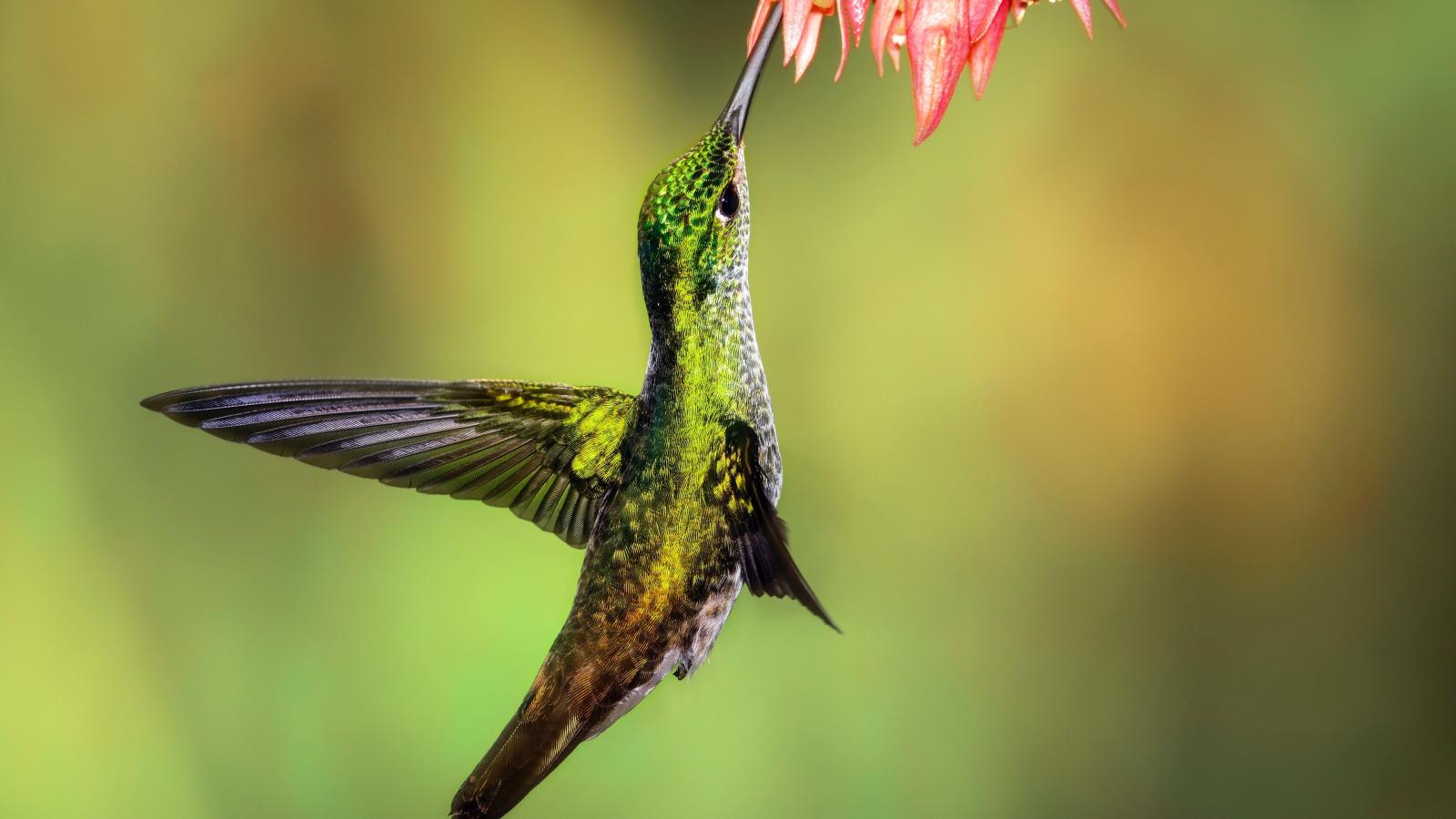 5120x2880 Beautiful Hummingbird Bird 5K Wallpaper | HD Wallpapers
