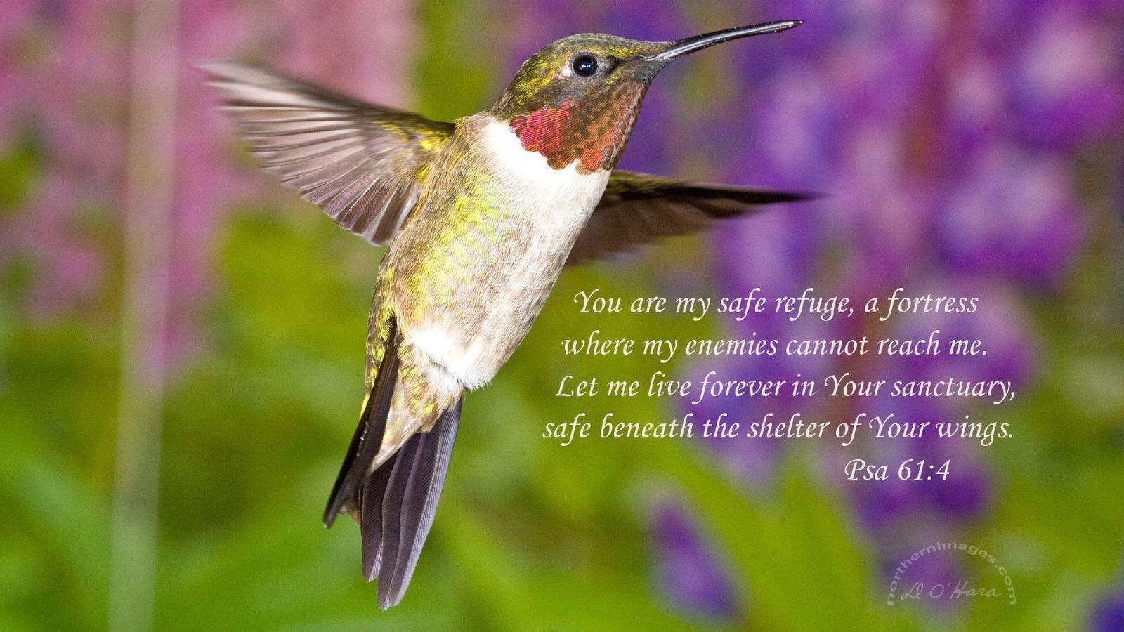 1920x1080 Free Hummingbird Wallpapers
