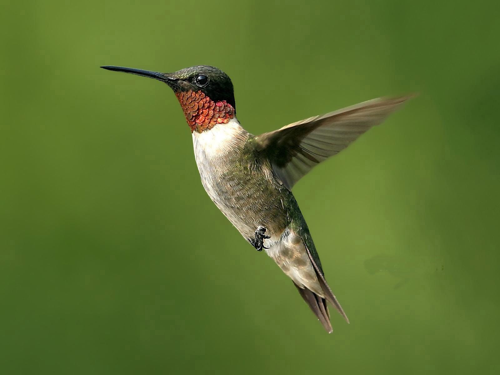 1600x1200 Flying Hummingbird Wallpaper | HD Animals and Birds Wallpapers for