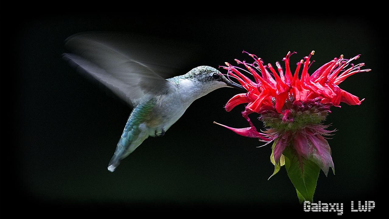 1280x720 Hummingbird Wallpaper for Android - APK Download