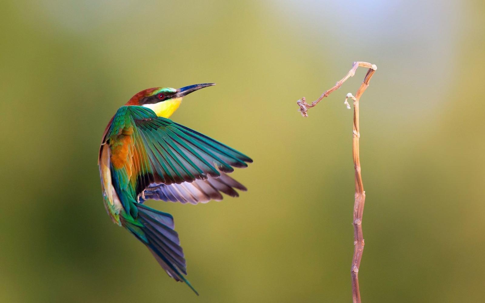 1920x1200 Hummingbird Wallpaper (72+ images)