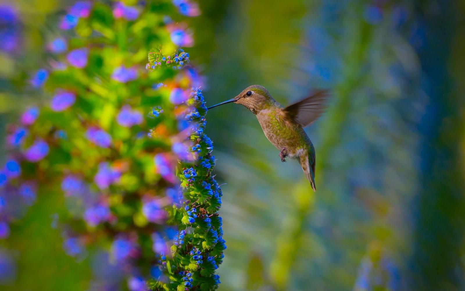 1920x1200 21 Lovely HD Hummingbird Wallpapers