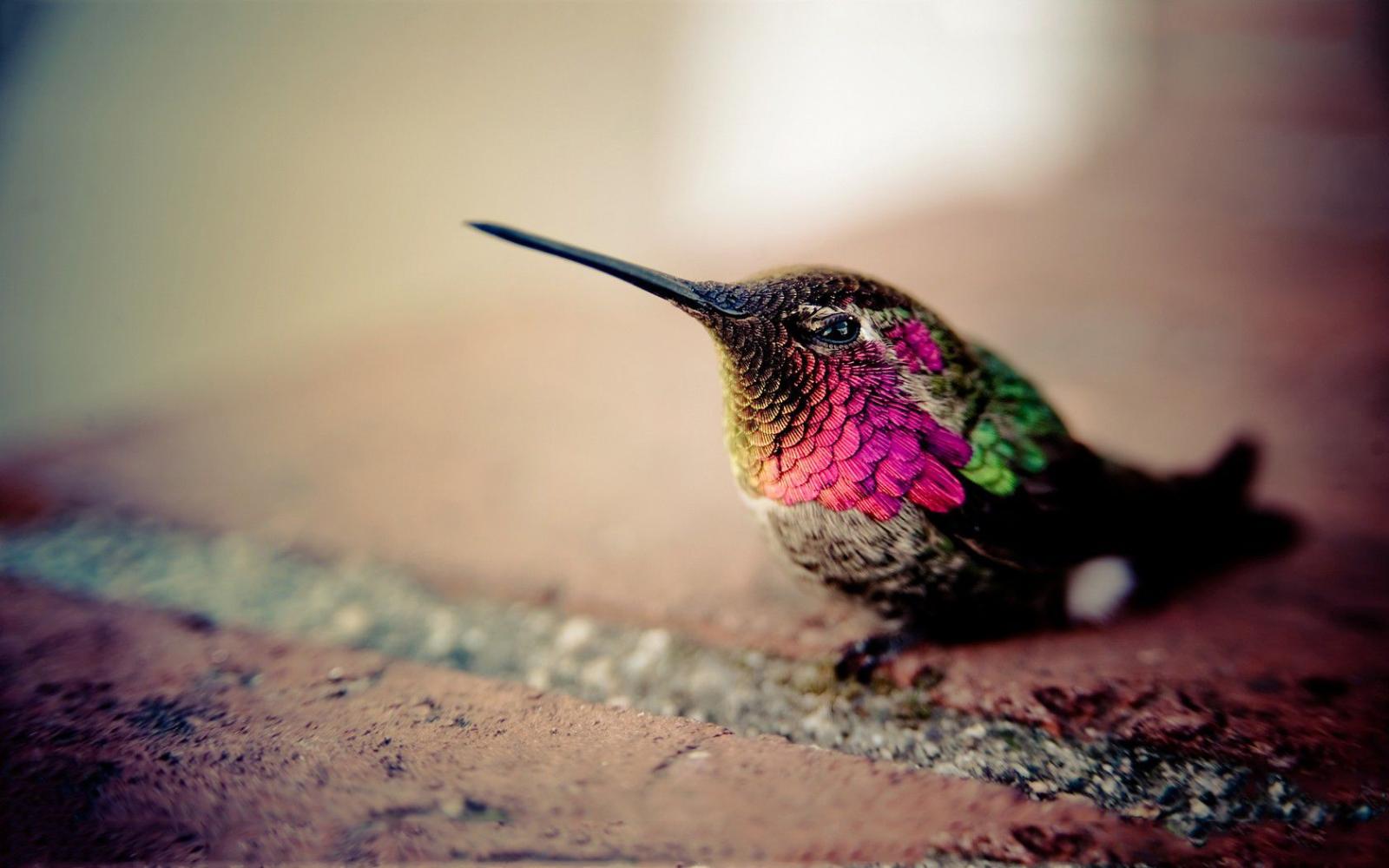1680x1050 Hummingbird - Hummingbirds Wallpaper (40487449) - Fanpop