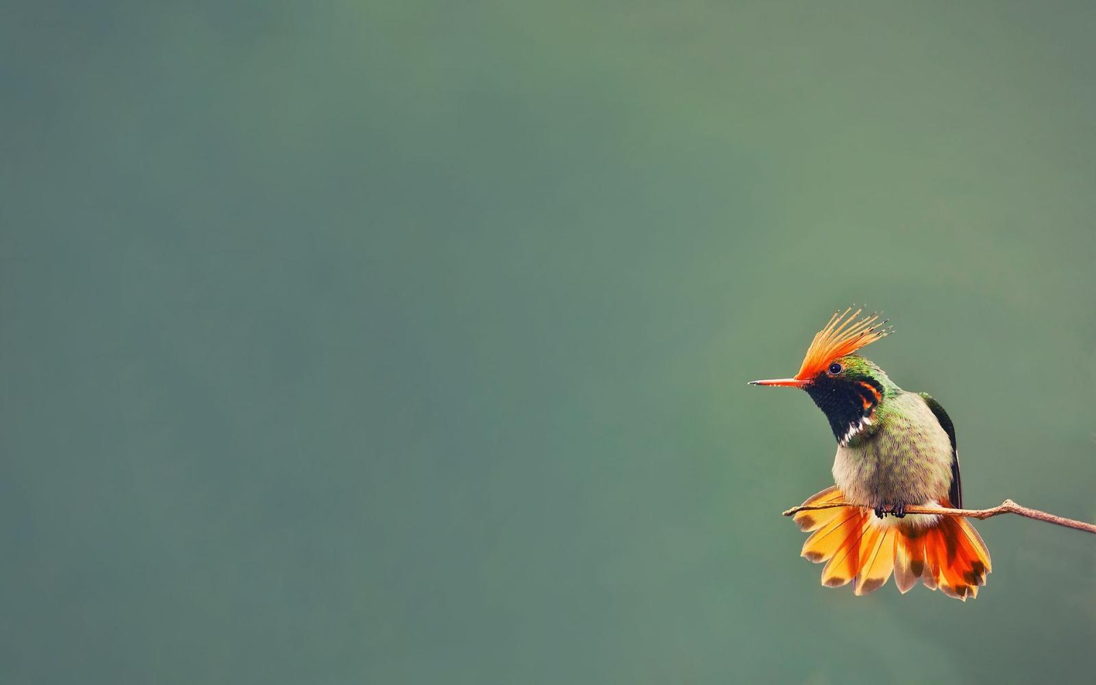 1920x1200 Hummingbird Computer Wallpaper