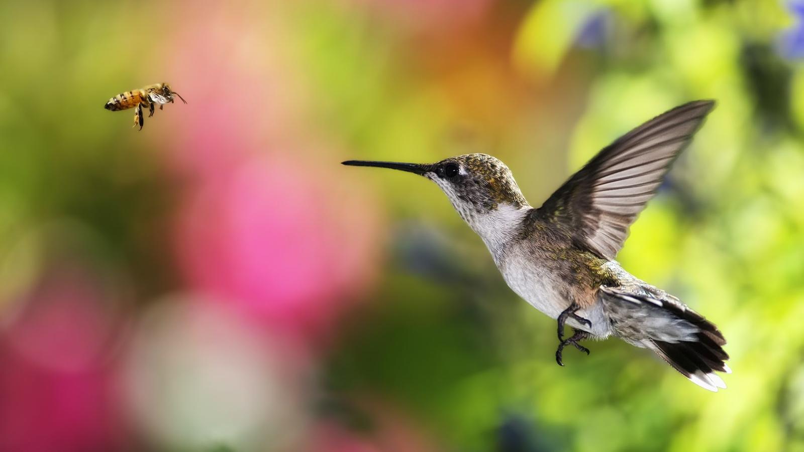 1920x1080 Hummingbird Wallpaper HD 346 1920 x 1080 - WallpaperLayer.com