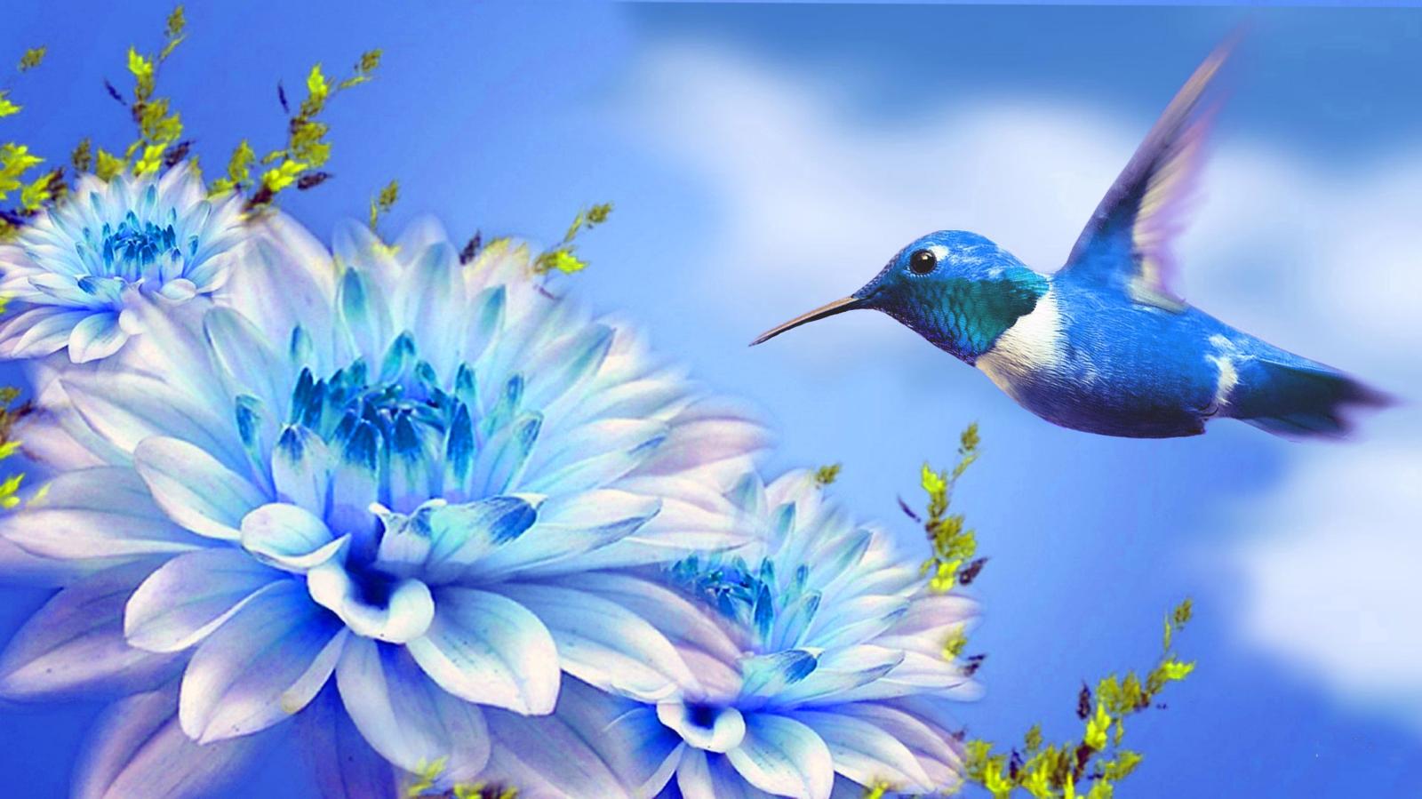 4272x2402 Hummingbird hovering near white flower illustration HD wallpaper