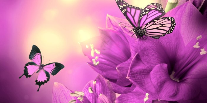 2880x1800 68+] Butterfly And Flower Wallpaper on WallpaperSafari