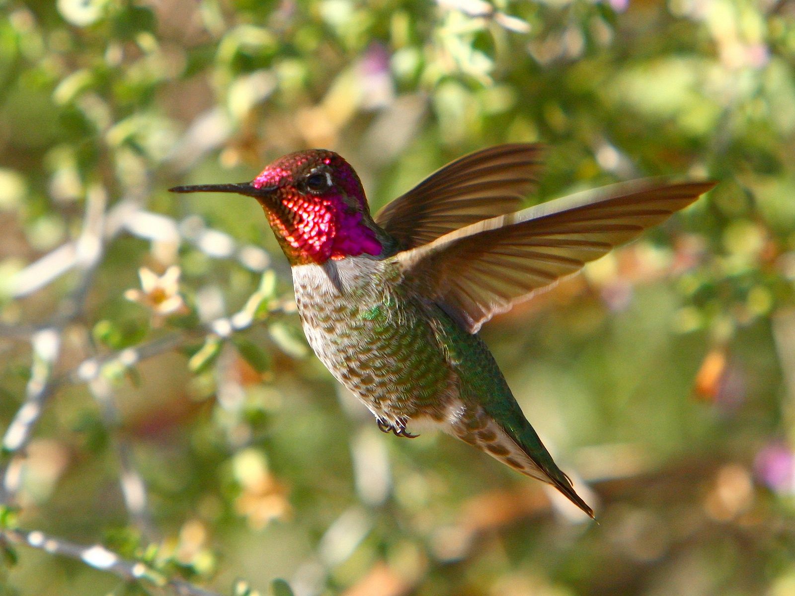 1600x1200 Hummingbird wallpaper | 1600x1200 | #40172