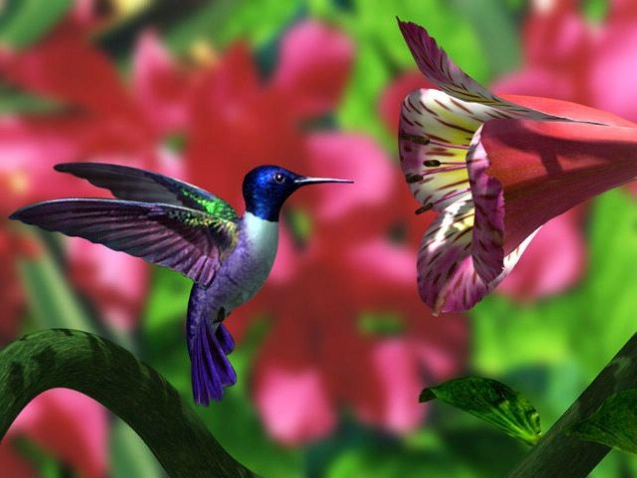 1280x960 Free Hummingbird Wallpapers