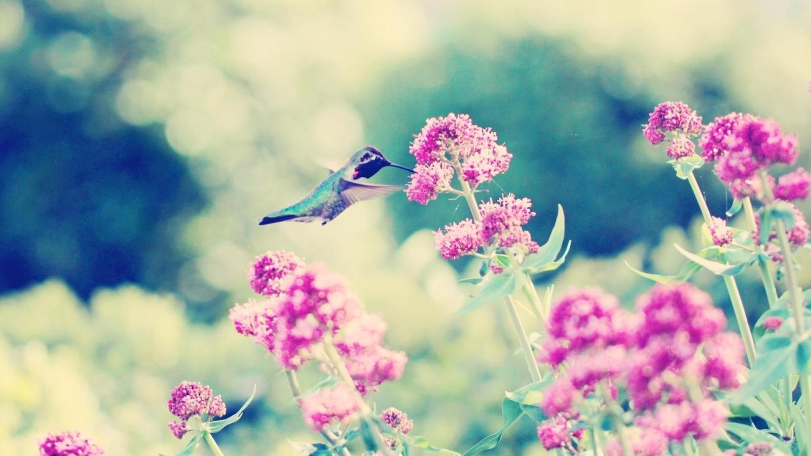 1920x1080 Hummingbirds wallpaper Gallery