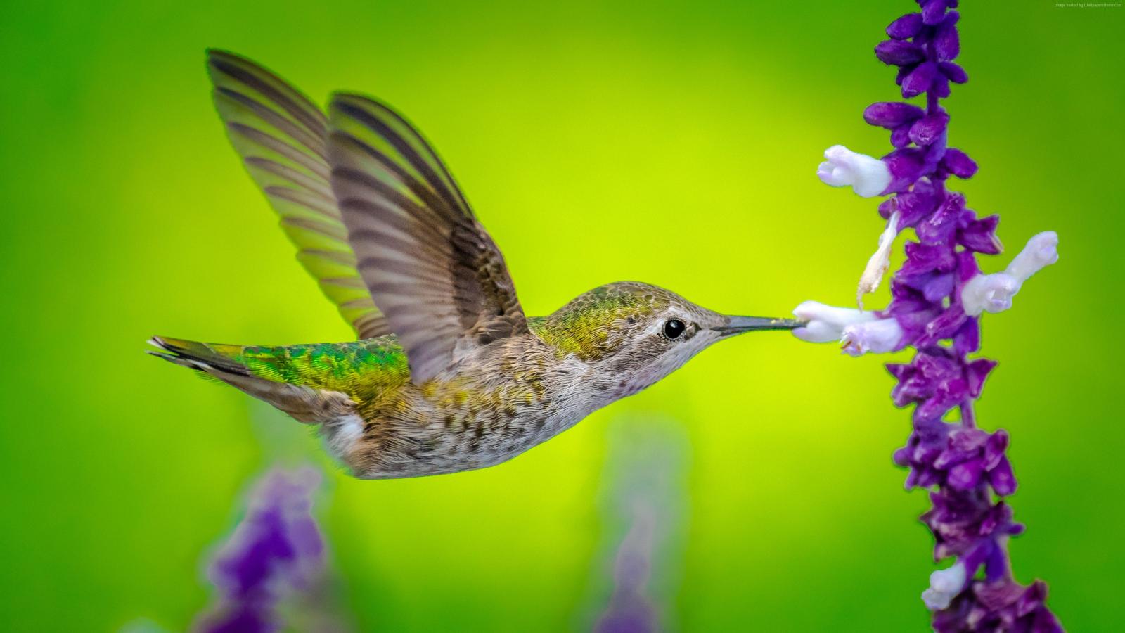 3840x2160 Wallpaper Hummingbird 5k, bird, flower
