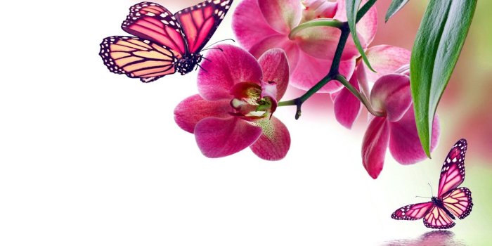 1332x850 Wallpaper butterfly, flowers, Orchid, pink, water, flowers