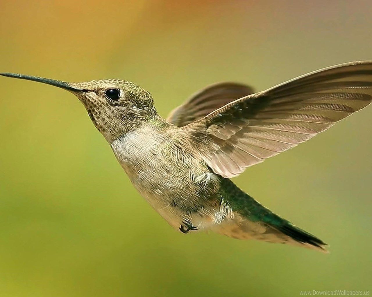 1280x1024 Download Standart 5:4 1280x1024 - Background, Hummingbird Wallpaper