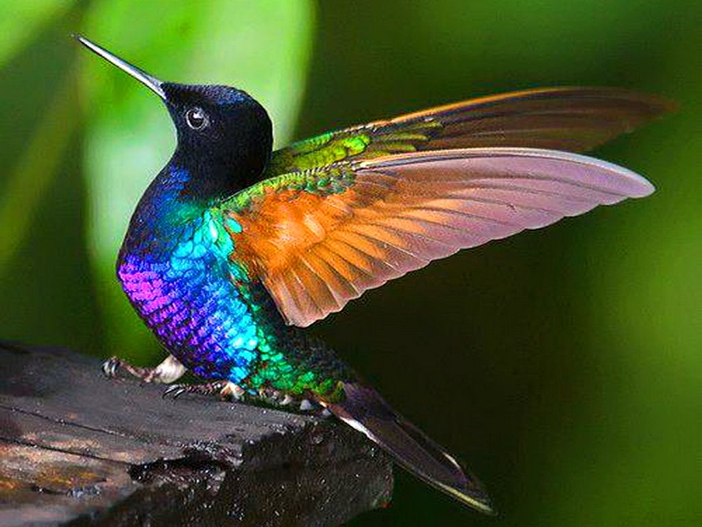 1024x768 Colorful Hummingbirds HD Wallpaper, Background Images