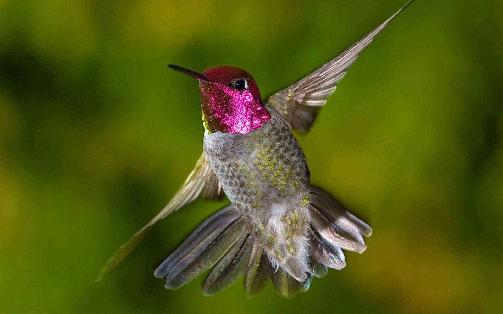 2880x1800 Free Hummingbird Wallpaper And Screensaver - 52DazheW Gallery