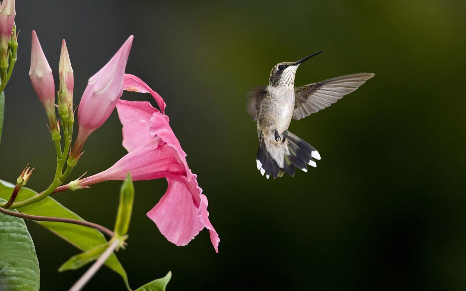 1680x1050 Hummingbird Wallpaper #6854103