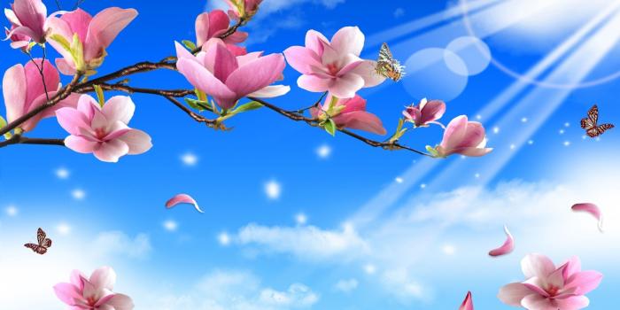 2560x1600 Spring Butterfly Wallpapers - Top Free Spring Butterfly Backgrounds