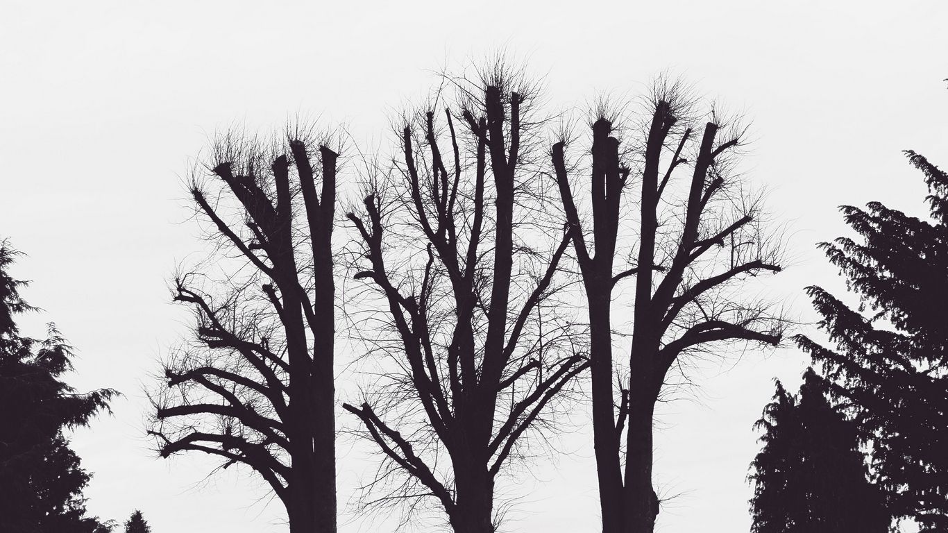 1366x768 Download wallpaper 1366x768 trees, branches, aesthetic, bw tablet