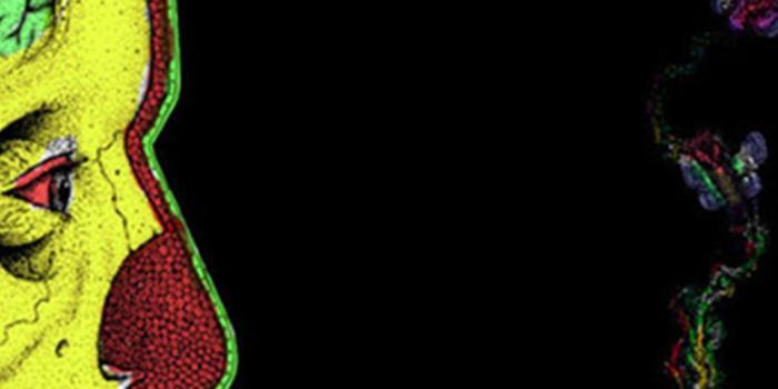 1080x1920 Weed Wallpapers for Android - APK Download