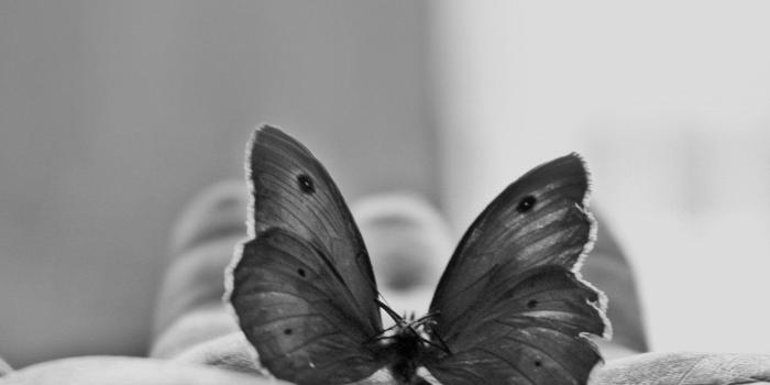 1242x2208 Butterfly In My Hand Infrared Grey Black And White Android Wallpaper