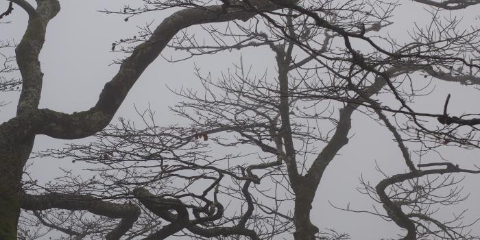 3456x4608 grey and black tree painting free image | Peakpx