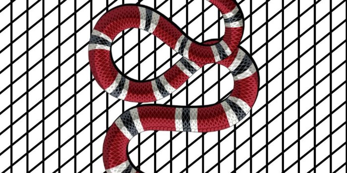 1024x1820 gucci snake wallpaper back background birthday blackan...