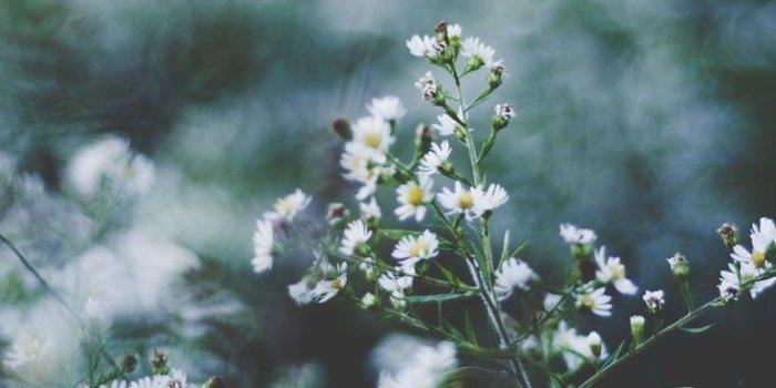 736x1308 27 Floral iPhone 7 Plus Wallpapers for a Sunny Spring | Preppy