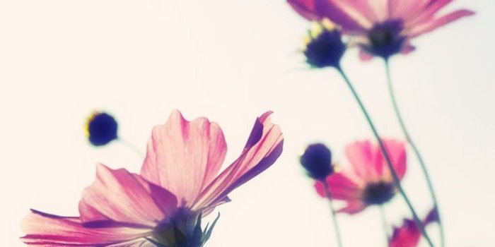 736x1308 27 Floral iPhone 7 Plus Wallpapers for a Sunny Spring | Preppy