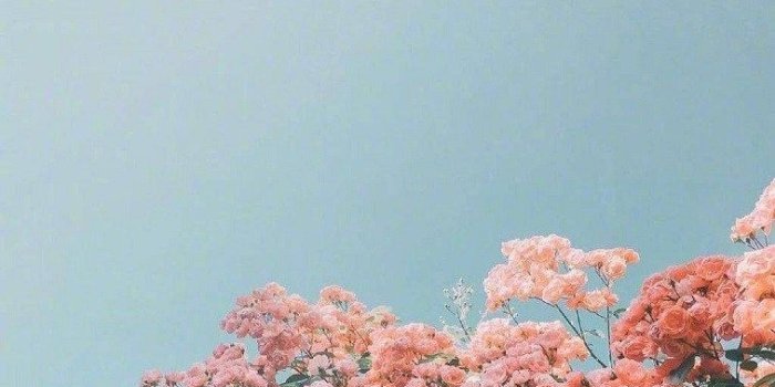 757x1347 Beautiful flower iphone wallpaper - Idea Wallpapers , iPhone