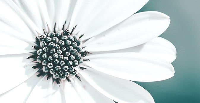 674x1199 White-Flower-in-Hands-iPhone-Wallpaper | iPhone Wallpapers in 2019