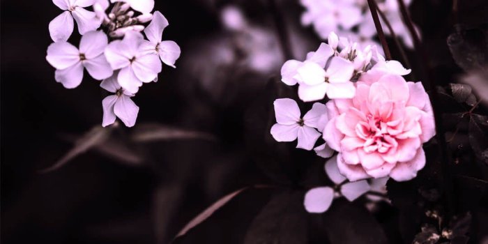 1080x1920 28+ Best Flowers iPhone Wallpapers & Backgrounds - Templatefor