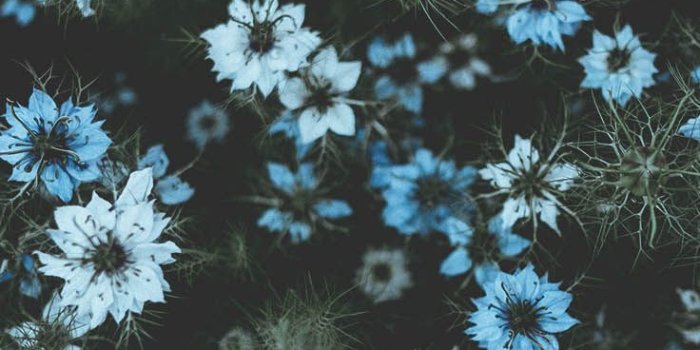736x1308 27 Floral iPhone 7 Plus Wallpapers for a Sunny Spring | Preppy