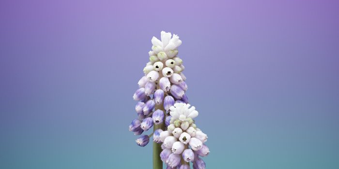 2706x2706 Download the new iOS 11 wallpapers