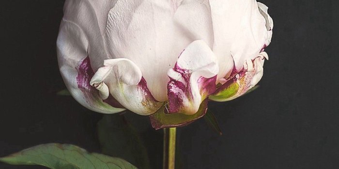 1080x1920 Flower Wallpaper iPhone (84+ images)