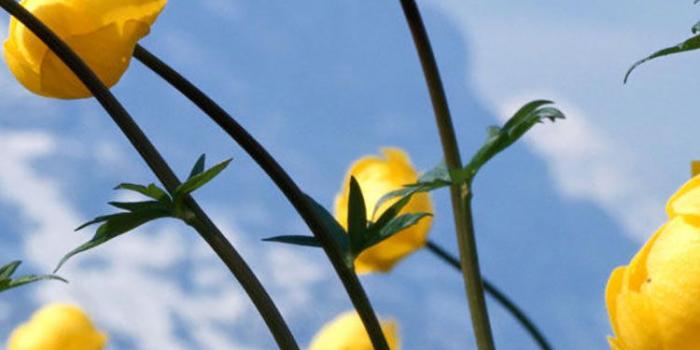 750x1334 25 Flowers iPhone Wallpapers