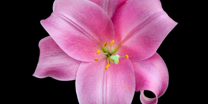 1412x2662 iOS 8 style flowers wallpapers for iPhone