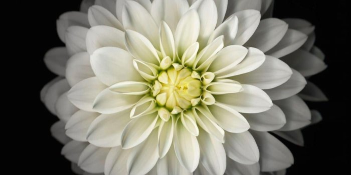 1398x2592 20+ Black and White Flower iPhone Wallpapers - Download at WallpaperBro