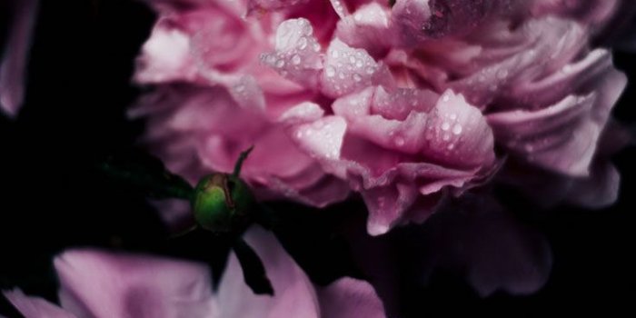 736x1308 Flower iPhone Wallpapers - Top Free Flower iPhone Backgrounds