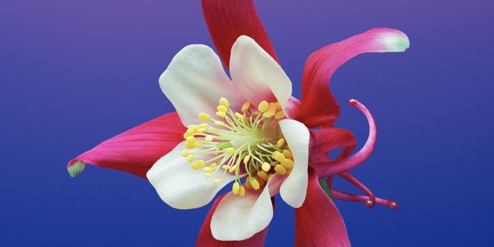 1440x2560 Wallpaper iPhone X wallpapers, iPhone 8, flower, iOS11, retina, 4k