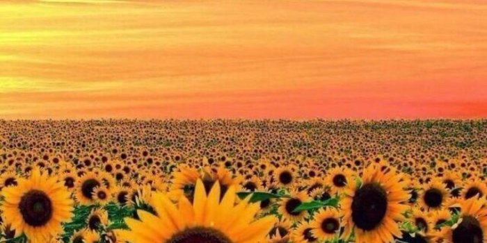 1368x855 Wallpaper Sunflower Yellow Tumblr Aesthetic Pictures2 - Yellow