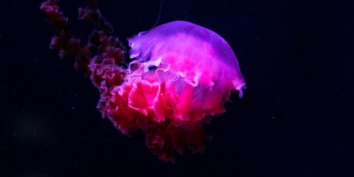 1600x500 Pink/Purple Aesthetic | 90 best free purple, pink, sunset and