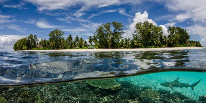 2560x1600 Wallpaper : 2560x1600 px, beach, nature, sea anemones, Seychelles