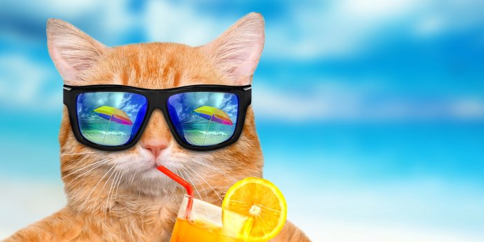 5735x3786 17434 funny summer desktop wallpaper