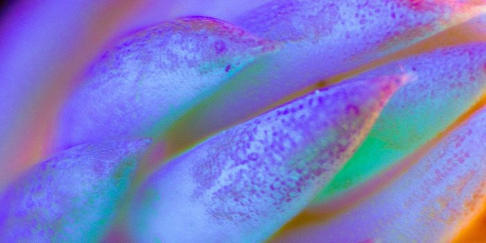 1242x2208 iPhone6papers.com | iPhone 6 wallpaper | bg80-neon-creature-dark