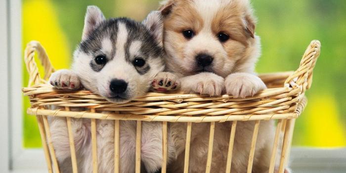 1920x1200 2641 Dog HD Wallpapers | Background Images