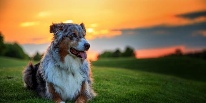 2560x1600 New Dogs Wallpapers | Download High Quality HD Images