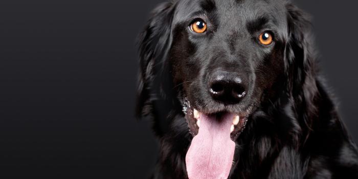 2560x1920 Black Dog Wallpapers Free HD Download