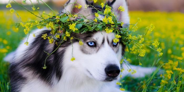 2560x1696 2048x1152 Siberian Husky Dog 2048x1152 Resolution HD 4k Wallpapers